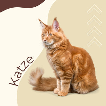 Katze